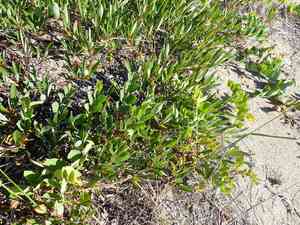 Sand cherry(Prunus pumila)