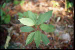 Sand cherry(Prunus pumila)