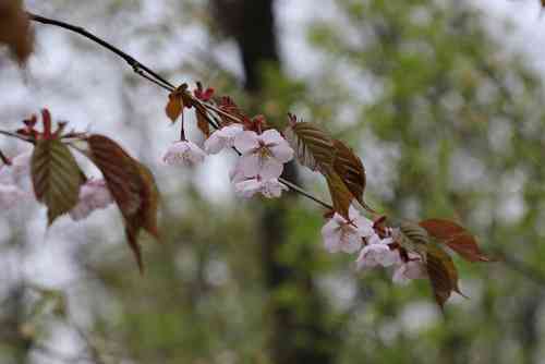 Sargent's cherry(Prunus sargentii)