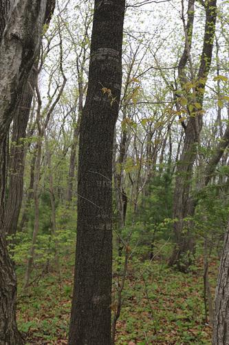 Sargent's cherry