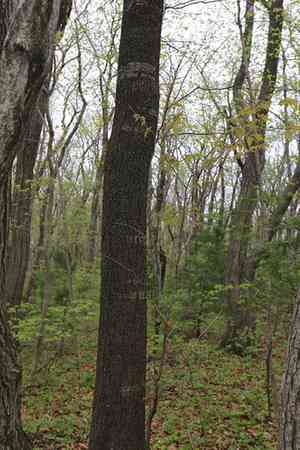 Sargent's cherry(Prunus sargentii)