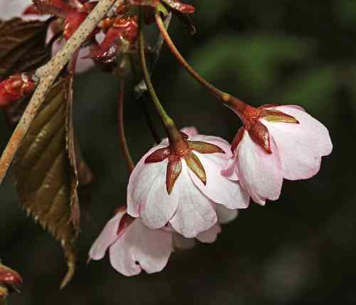 Sargent's cherry(Prunus sargentii)