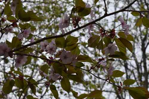 Sargent's cherry(Prunus sargentii)
