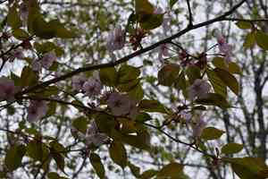 Sargent's cherry(Prunus sargentii)