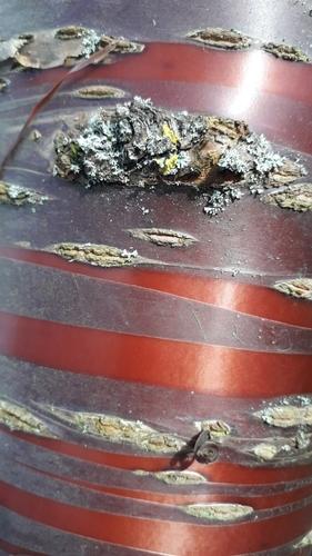 Tibetan cherry