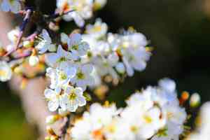 Blackthorn(Prunus spinosa)
