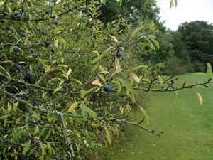 Blackthorn(Prunus spinosa)