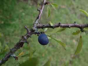 Blackthorn(Prunus spinosa)