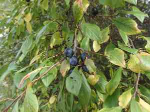 Blackthorn(Prunus spinosa)