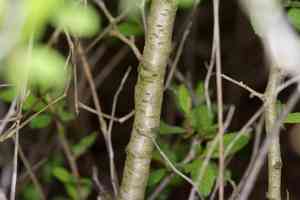 Peachbush(Prunus texana)
