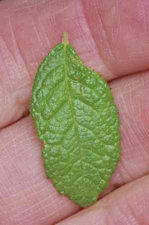Peachbush(Prunus texana)