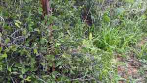 Peachbush(Prunus texana)