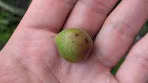 Peachbush(Prunus texana)