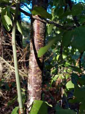 Hog plum(Prunus umbellata)