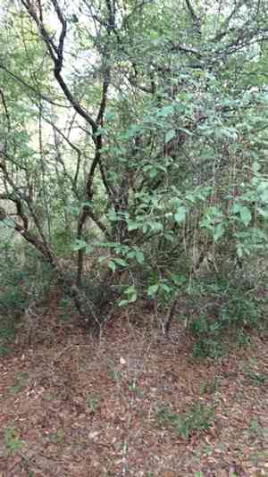 Hog plum(Prunus umbellata)