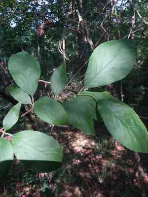 Hog plum(Prunus umbellata)