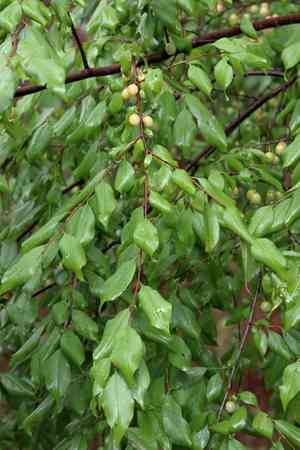 Hog plum(Prunus umbellata)