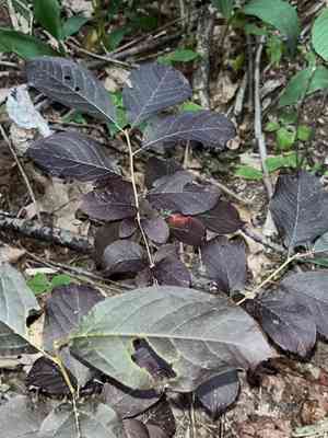 Purple-Leaf Sand Cherry(Prunus × cistena)