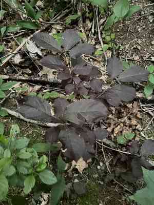 Purple-Leaf Sand Cherry(Prunus × cistena)
