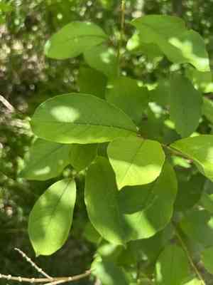 Prunus (Prunus)(Prunus)