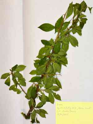 Prunus (Prunus)(Prunus)