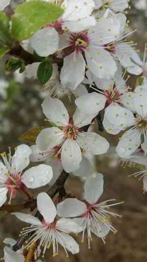 Prunus (Prunus)(Prunus)