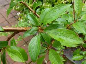 Prunus (Prunus)(Prunus)