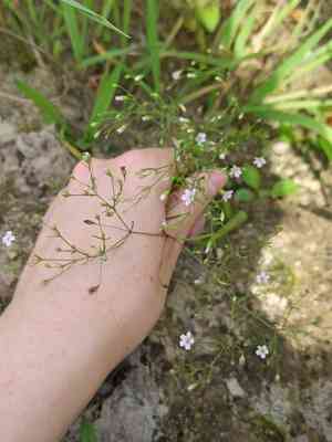 Low baby's-breath(Psammophiliella muralis)