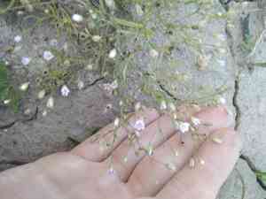 Low baby's-breath(Psammophiliella muralis)