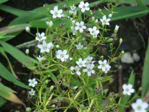 Low baby's-breath(Psammophiliella muralis)