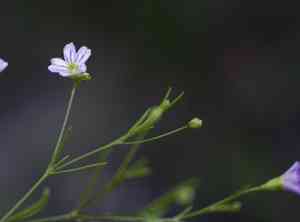 Low baby's-breath(Psammophiliella muralis)