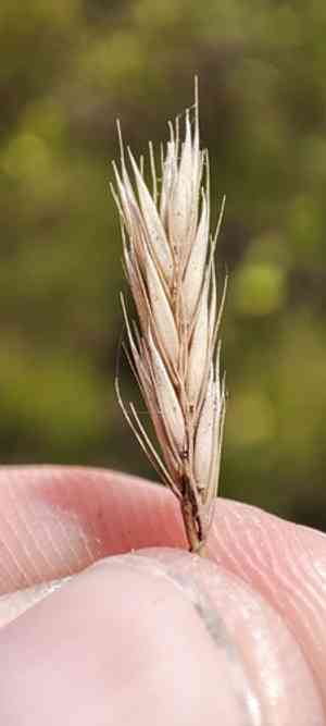 Russian wild rye(Psathyrostachys juncea)