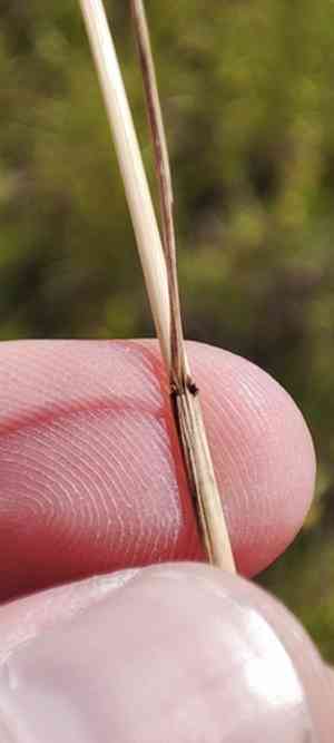 Russian wild rye(Psathyrostachys juncea)