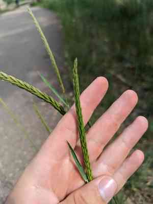 Russian wild rye(Psathyrostachys juncea)