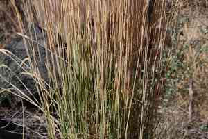 Russian wild rye(Psathyrostachys juncea)