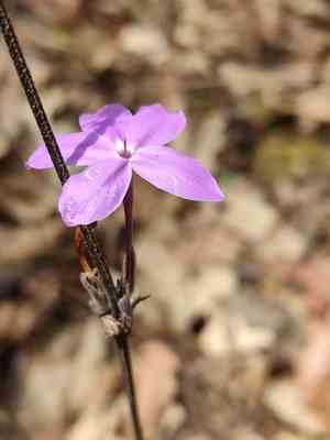 Pseuderanthemum praecox(Pseuderanthemum praecox)
