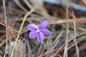 Pseuderanthemum praecox(Pseuderanthemum praecox)