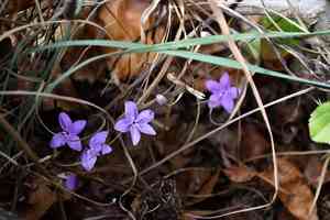 Pseuderanthemum praecox(Pseuderanthemum praecox)
