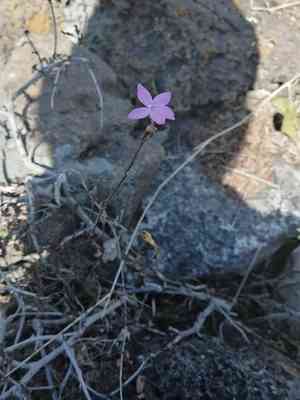 Pseuderanthemum praecox(Pseuderanthemum praecox)