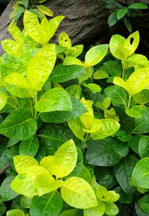 Golden pseuderanthemum(Pseuderanthemum reticulatum)