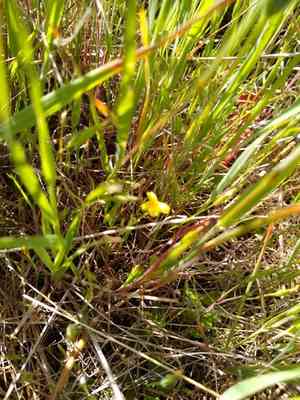 San joaquin adobe sunburst(Pseudobahia peirsonii)
