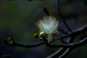 Shaving Brush Tree(Pseudobombax ellipticum)