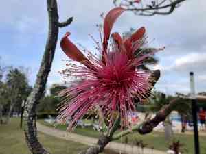 Shaving Brush Tree(Pseudobombax ellipticum)