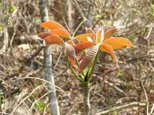 Shaving Brush Tree(Pseudobombax ellipticum)