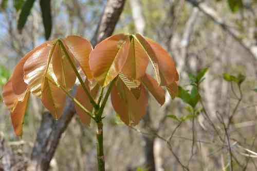 Shaving Brush Tree(Pseudobombax ellipticum)