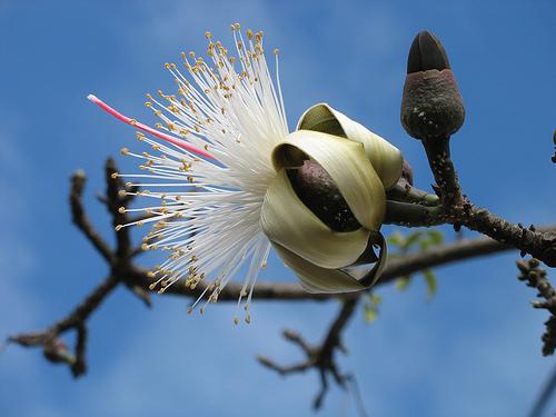 Shaving Brush Tree