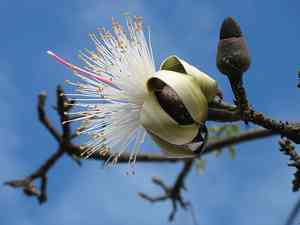 Shaving Brush Tree(Pseudobombax ellipticum)