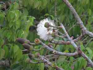 Barrigon kapoktree(Pseudobombax septenatum)