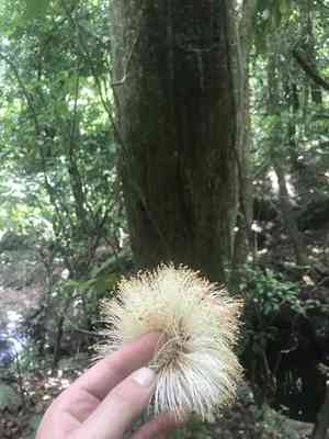 Barrigon kapoktree(Pseudobombax septenatum)