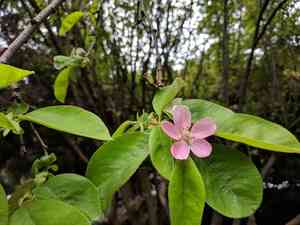 Chinese quince(Pseudocydonia sinensis)